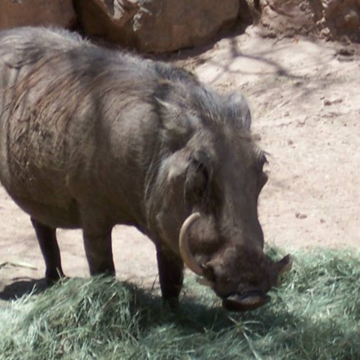 Pitching Woo (Album: 2011)